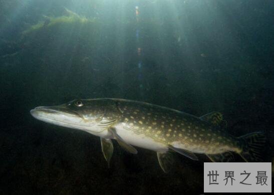 【图】世界上寿命最长的鱼，狗鱼图片(最老狗鱼267岁