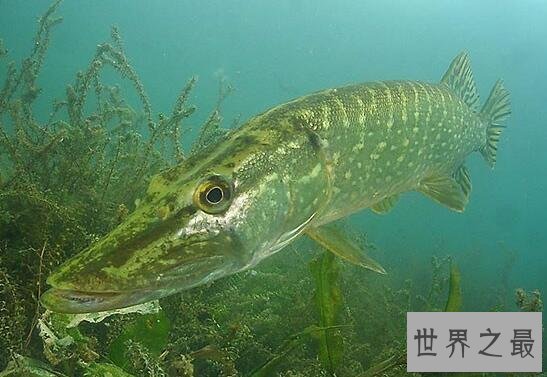 【图】世界上寿命最长的鱼，狗鱼图片(最老狗鱼267岁