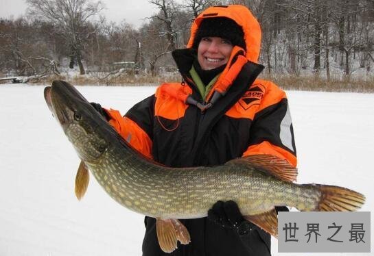 【图】世界上寿命最长的鱼，狗鱼图片(最老狗鱼267岁