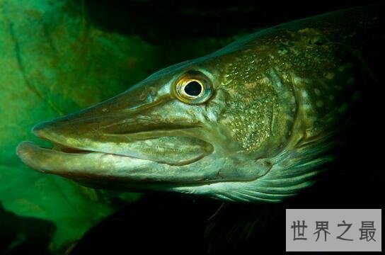 【图】世界上寿命最长的鱼，狗鱼图片(最老狗鱼267岁