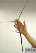 【图】世界上最长的竹节虫，尖刺足刺竹节虫长62.4cm