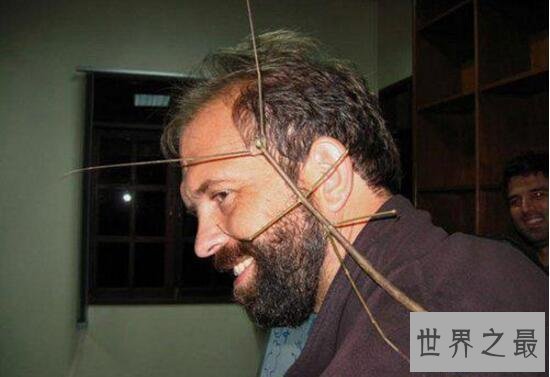 【图】世界上最长的竹节虫，尖刺足刺竹节虫长62.4cm