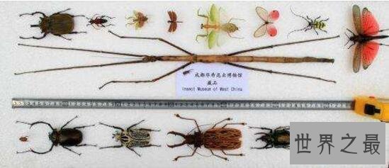 【图】世界上最长的竹节虫，尖刺足刺竹节虫长62.4cm
