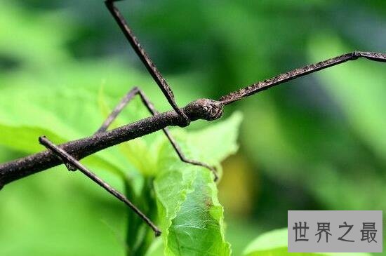 【图】世界上最长的竹节虫，尖刺足刺竹节虫长62.4cm