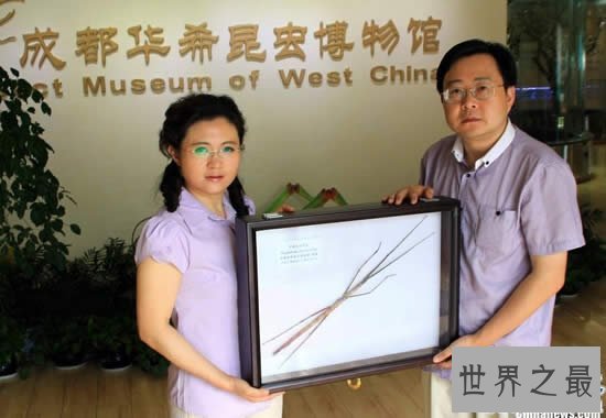 【图】世界上最长的竹节虫，尖刺足刺竹节虫长62.4cm
