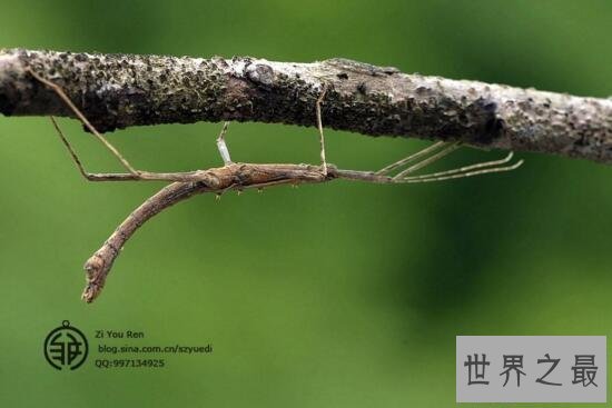 【图】世界上最长的竹节虫，尖刺足刺竹节虫长62.4cm