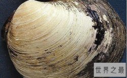 【图】世界上最老的动物，明蛤(507岁时被科学家弄死了