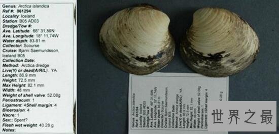 【图】世界上最老的动物，明蛤(507岁时被科学家弄死了