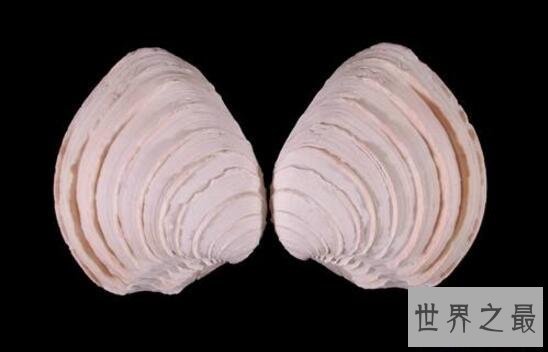 【图】世界上最老的动物，明蛤(507岁时被科学家弄死了