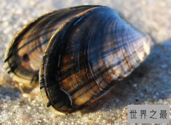 【图】世界上最老的动物，明蛤(507岁时被科学家弄死了