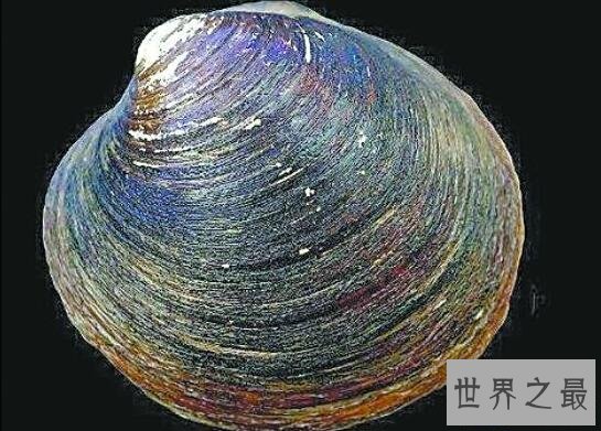【图】世界上最老的动物，明蛤(507岁时被科学家弄死了