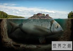 【图】世界上最大的淡水鱼，1吨多重的巨型黄貂鱼(组图