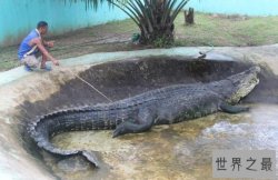 【图】世界上最大最凶残的鳄鱼湾鳄，吞食日军1000人