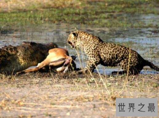 【图】世界上最大最凶残的鳄鱼湾鳄，吞食日军1000人