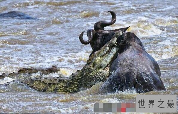 【图】世界上最大最凶残的鳄鱼湾鳄，吞食日军1000人