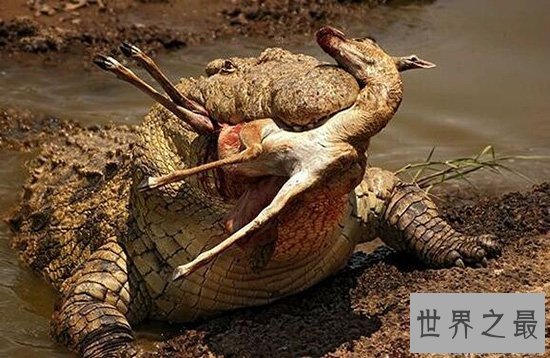 【图】世界上最大最凶残的鳄鱼湾鳄，吞食日军1000人