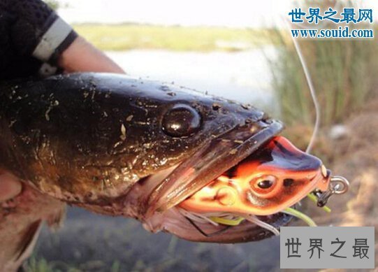 【图】世界上最奇怪的鱼，白肌银鱼又叫玻璃鱼(浑身透