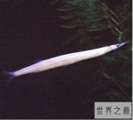 【图】世界上最奇特的鱼，白肌银鱼又叫玻璃鱼(浑身透