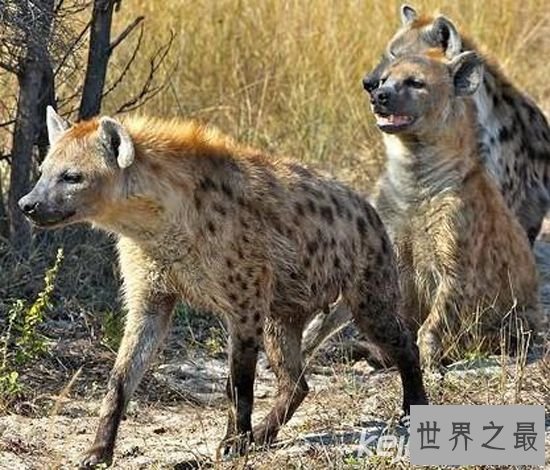 【图】十大最不可思议的动物性行为，狮子一次交配需