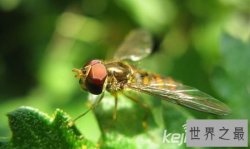 【图】十大最不可思议的动物性行为，狮子一次交配需
