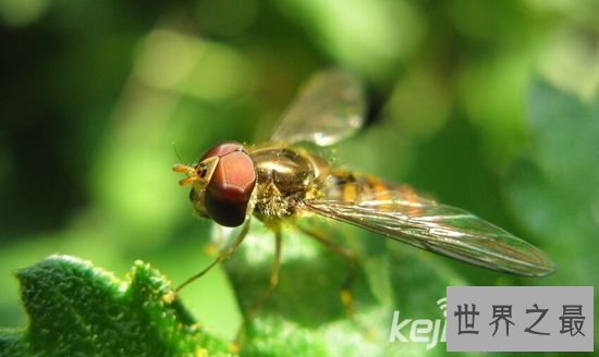 【图】十大最不可思议的动物性行为，狮子一次交配需