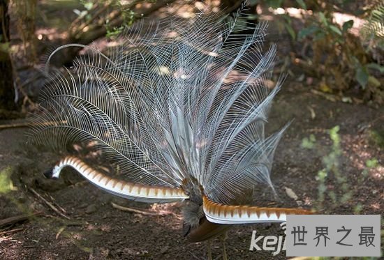 【图】十大最不可思议的动物性行为，狮子一次交配需