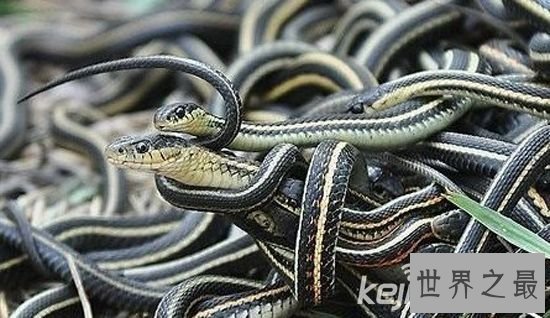 【图】十大最不可思议的动物性行为，狮子一次交配需