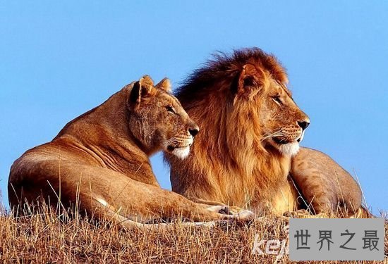 【图】十大最不可思议的动物性行为，狮子一次交配需