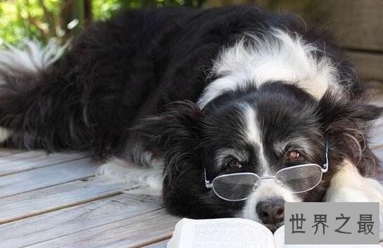 【图】世界上最聪明的狗，边境牧羊犬智商最高会骑马