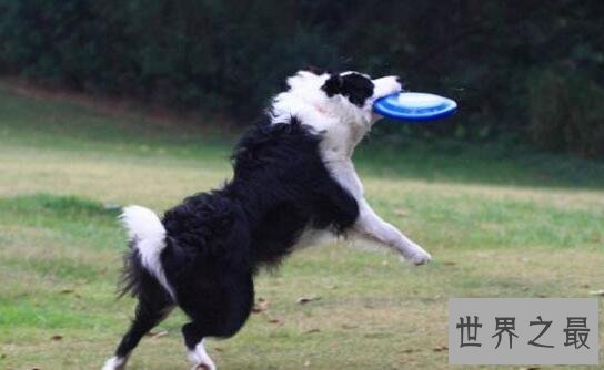 【图】世界上最聪明的狗，边境牧羊犬智商最高会骑马