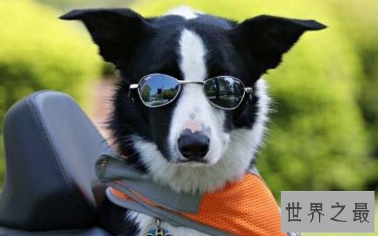 【图】世界上最聪明的狗，边境牧羊犬智商最高会骑马