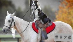 【图】世界上最聪明的狗，边境牧羊犬智商最高会骑马