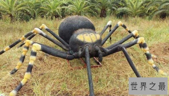【图】世界上最大的蜘蛛，巨蜘蛛和狗一样大(吃人乃谣