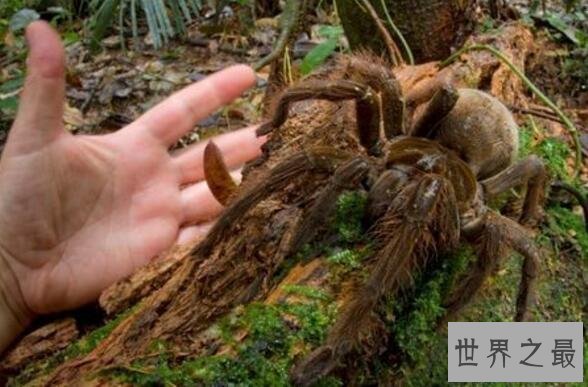 【图】世界上最大的蜘蛛，巨蜘蛛和狗一样大(吃人乃谣