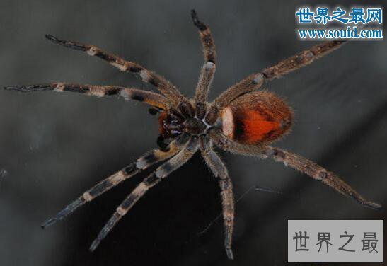 【图】世界上最大的蜘蛛，巨蜘蛛和狗一样大(吃人乃谣