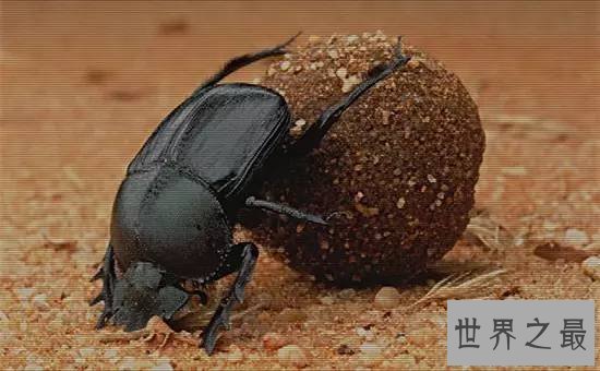【图】世界上最恶心的昆虫，屎壳郎是公认的第一(专吃