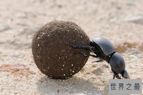 【图】世界上最恶心的昆虫，屎壳郎是公认的第一(专吃