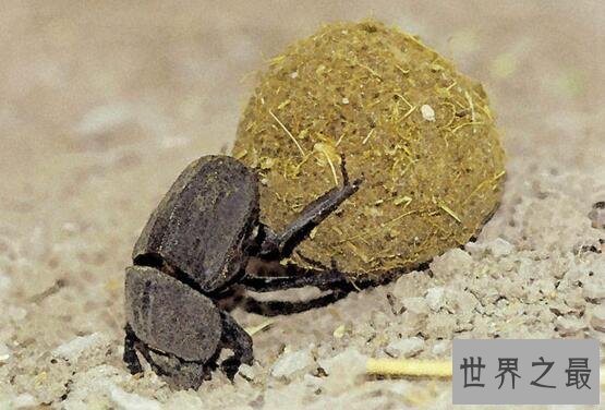 【图】世界上最恶心的昆虫，屎壳郎是公认的第一(专吃