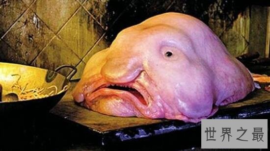 【图】世界上最丑的鱼，水滴鱼能吃吗(不想死你就去吃
