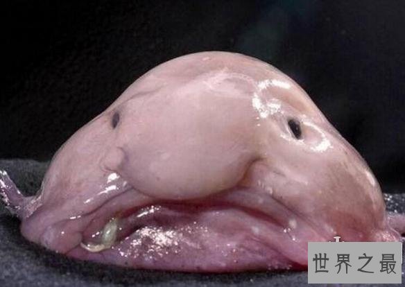 【图】世界上最丑的鱼，水滴鱼能吃吗(不想死你就去吃
