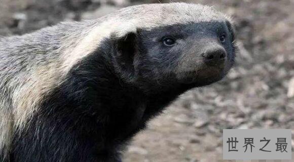 【图】世界上最大胆的动物，平头哥蜜獾(竟什么都敢吃