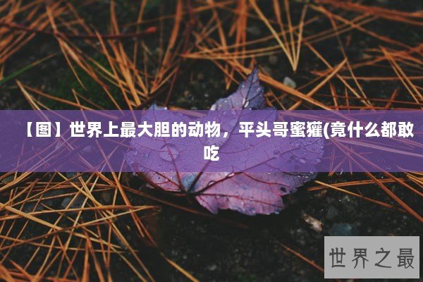 【图】世界上最大胆的动物，平头哥蜜獾(竟什么都敢吃