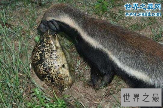 【图】世界上最大胆的动物，平头哥蜜獾(竟什么都敢吃