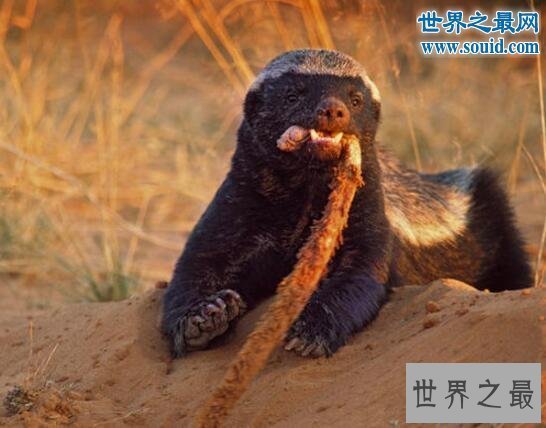 【图】世界上最大胆的动物，平头哥蜜獾(竟什么都敢吃