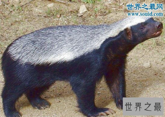 【图】世界上最大胆的动物，平头哥蜜獾(竟什么都敢吃