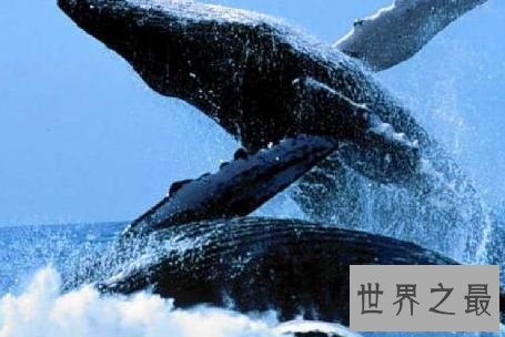 南桑德韦奇海沟