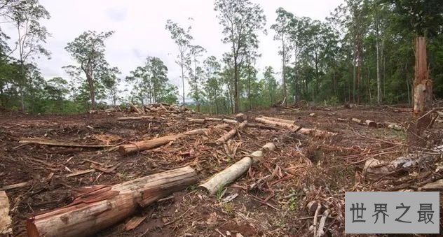 生物多样性的丧失