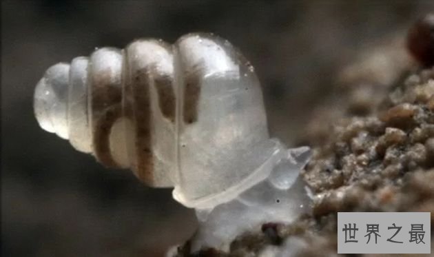 半透明蜗牛
