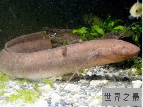 【图】非洲杜兹肺鱼，没水的情况下暴晒4年不死(图片