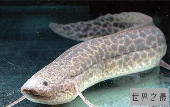 【图】非洲杜兹肺鱼，没水的情况下暴晒4年不死(图片